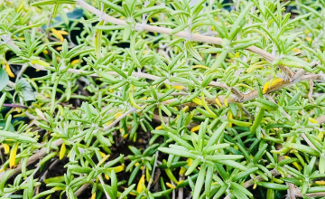 サンプルイメージ