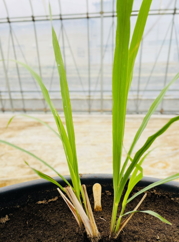 サンプルイメージ