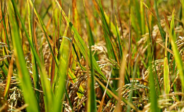 サンプルイメージ